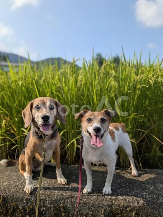【栃木県宇都宮市の対面鑑定】よく当たる四柱推命の「天中殺」に犬を飼う私。